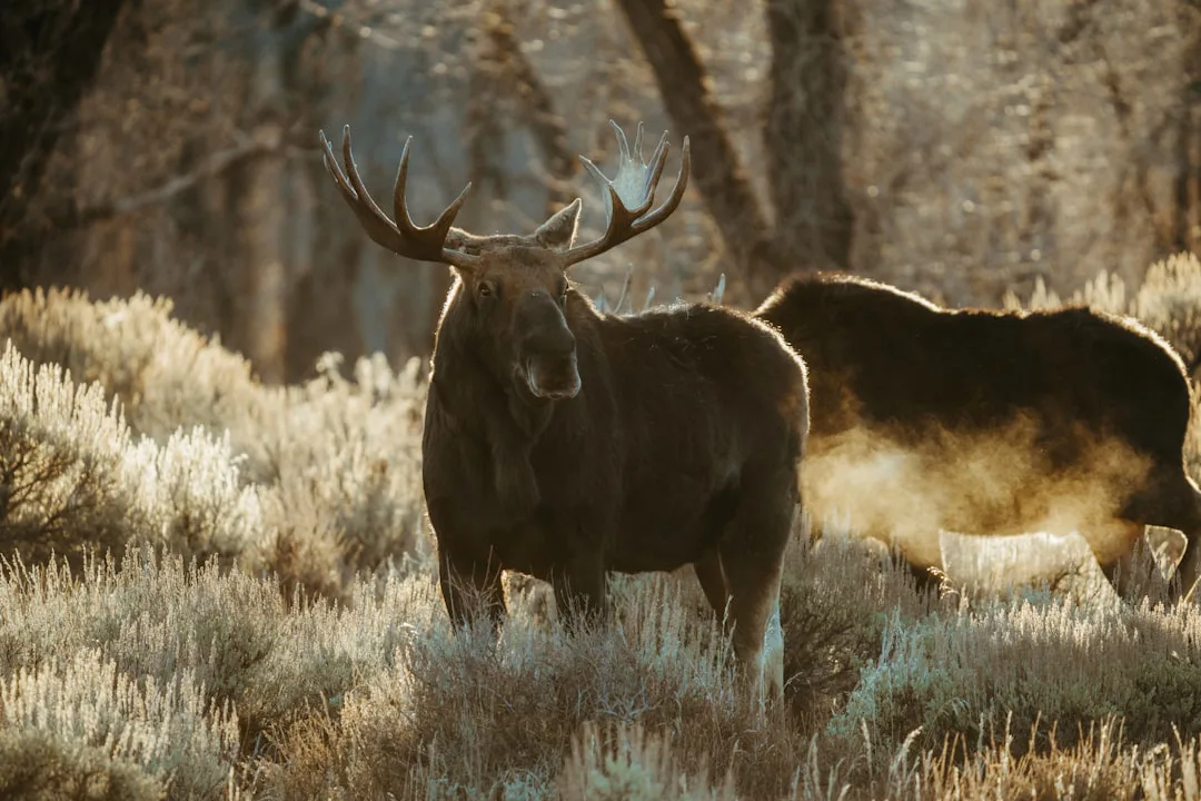 A large bull moose stands in dry brush.