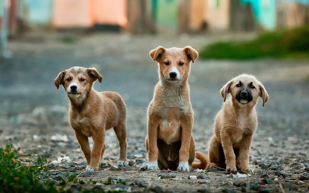 El conmovedor rescate de cachorros: un llamado a la bondad y la humanidad