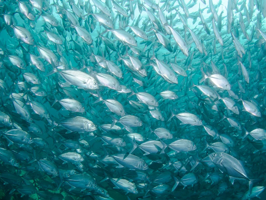 Foto: jean wimmerlin / unsplash school of fish under body of water