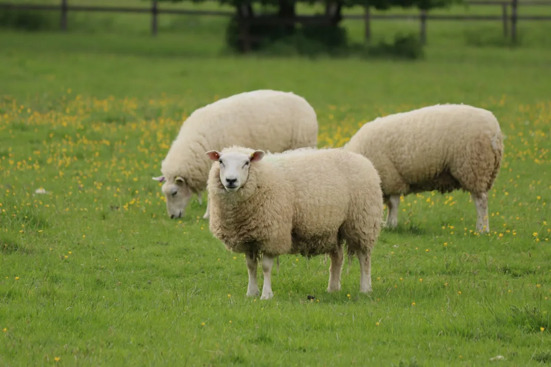 Foto: Josh Smith / unsplash a herd of sheep grazing on a lush green field