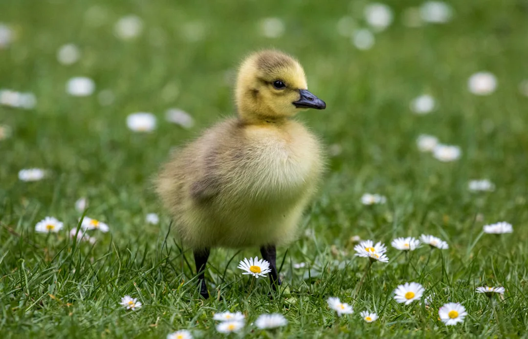 Foto: Ray Harrington / unsplash yellow duckling on green grass during daytime