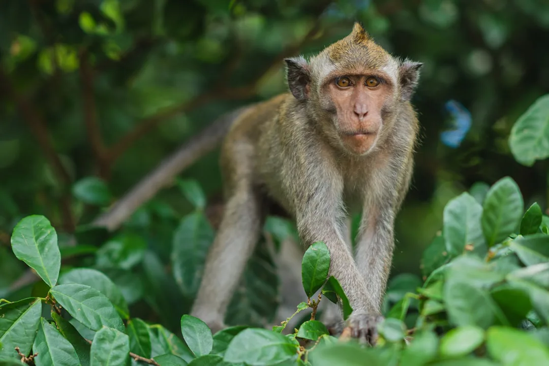 Foto: Marcus Woodbridge / unsplash gray monkey on gree plant