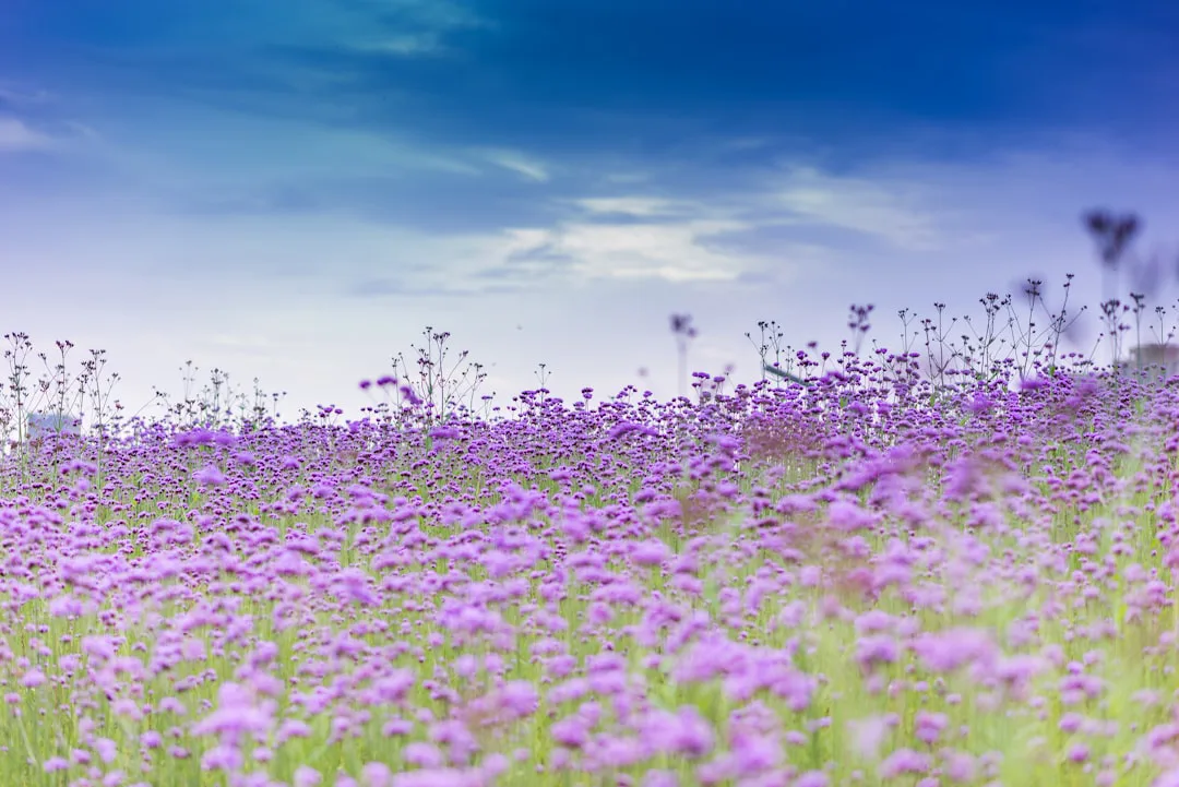 Milagrosa recuperación: la planta Kentish milkwort resurge de la extinción