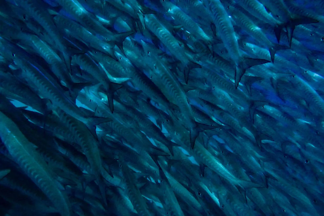 Peces en movimiento: cómo el clima y la actividad humana redefinen los ecosistemas marinos