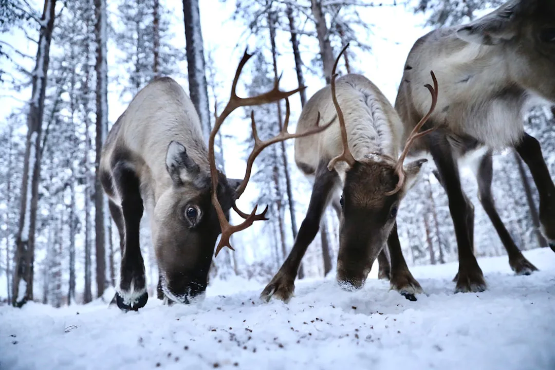 Foto: Dylan Shaw / unsplash A couple of reindeers that are standing in the snow