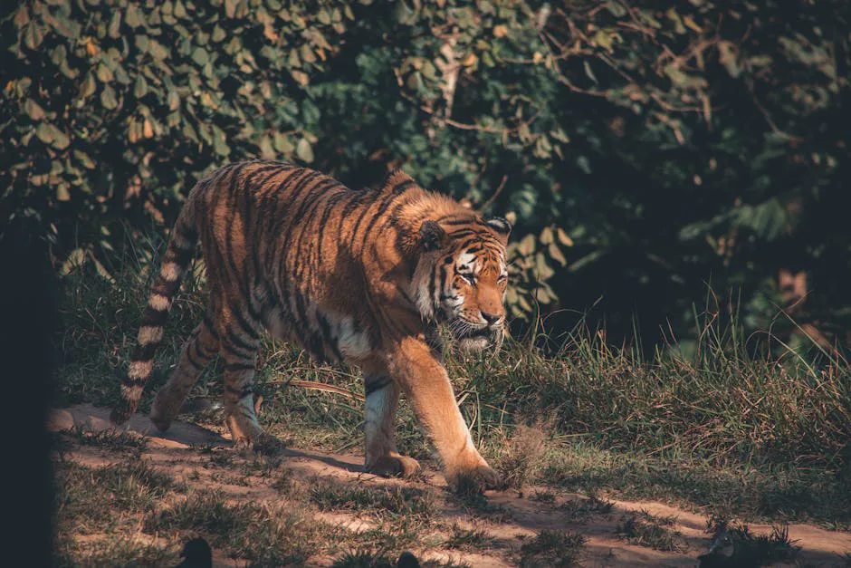 Encuentro con un tigre: ¿qué hacer si te ataca?
