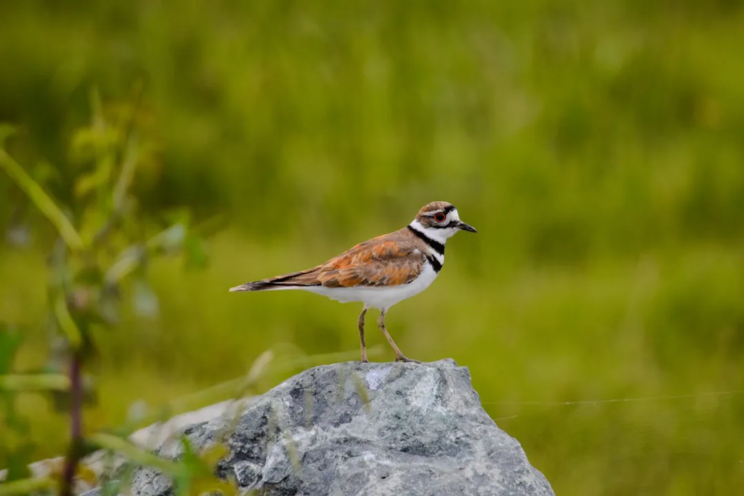 El killdeer: el maestro del engaño con el ala rota