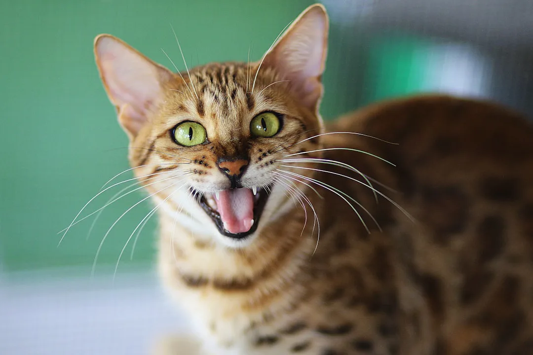 ¿Por qué maúlla tu gato? La sorprendente verdad sobre su lenguaje con los humanos
