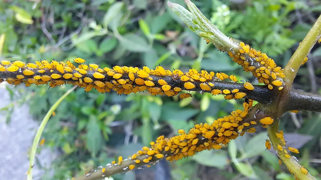 Polilla redescubierta en Florida: ¿Amenazada antes de ser conocida?