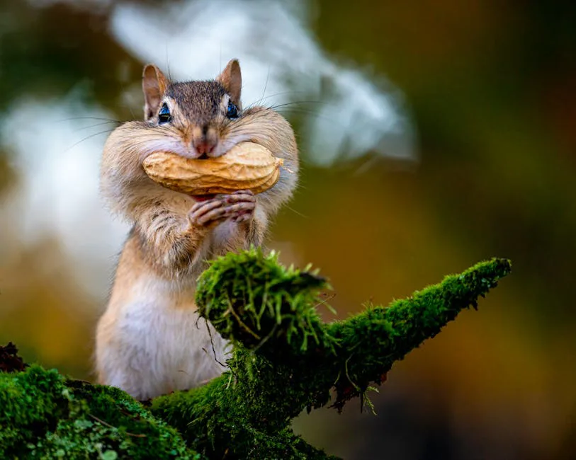 Foto: Skyler Ewing / pexels Small brown chipmunk with mouth full of peanut standing on branch covered with moss while eating in woodland on blurred background