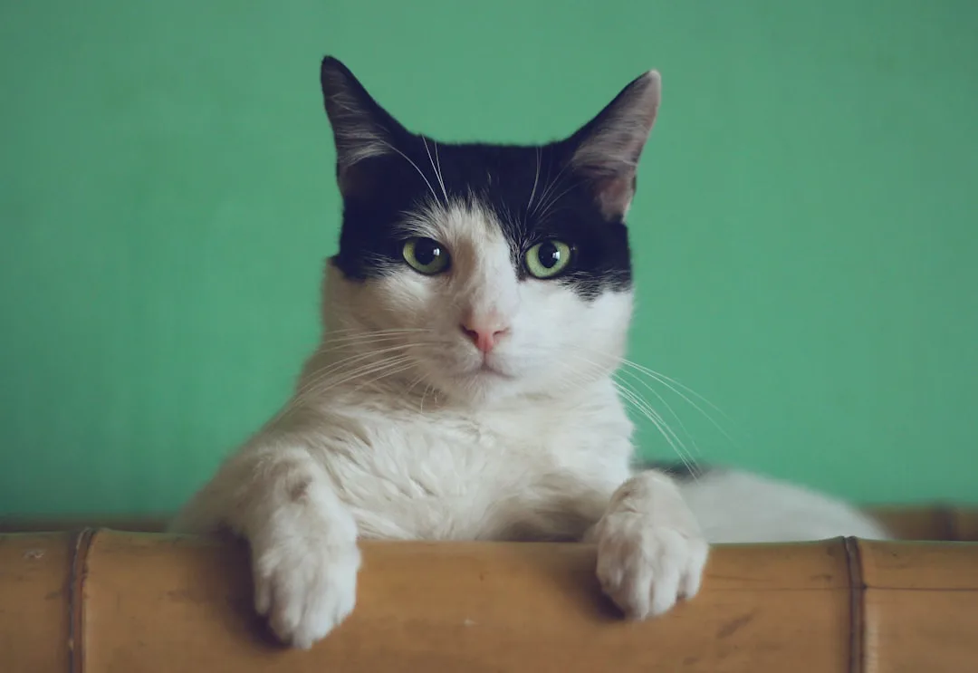 ¿Por qué tu gato se va de casa y cómo evitar que no regrese?
