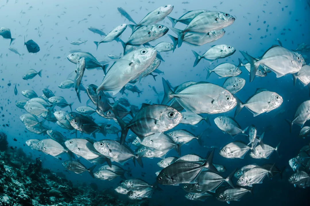 Peces dominantes: ¿Más poder, más microplásticos? Un estudio revela un riesgo inesperado