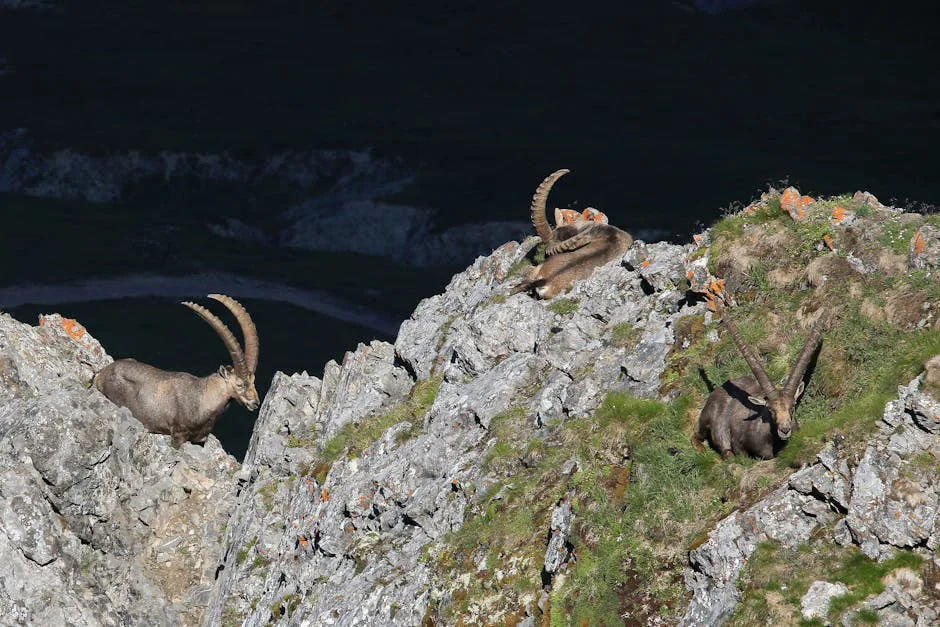 Cabras montesas: las acróbatas de los acantilados en busca de sal