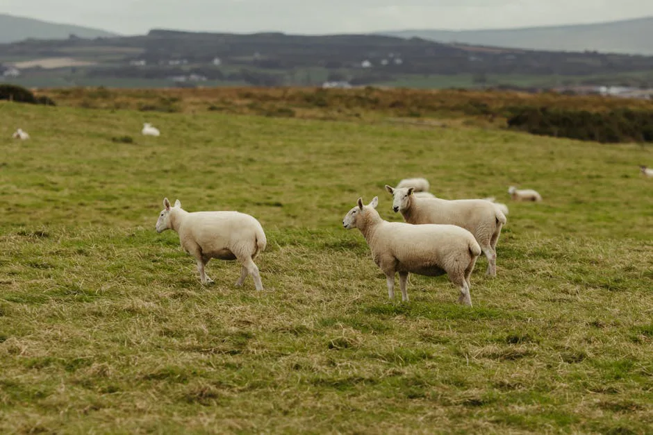 Lana local: ¿La solución ecológica para restaurar las turberas de Irlanda del Norte?