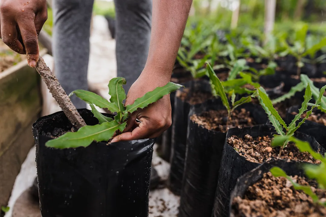 Foto: Vitor Monthay / unsplash person holding green plant on black plastic pot