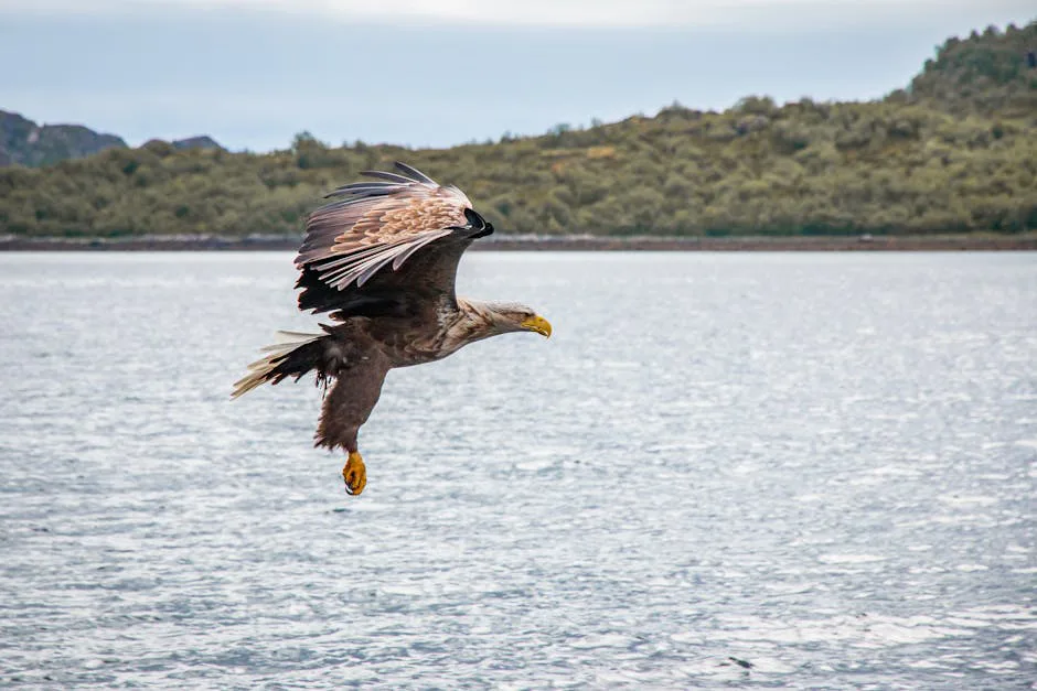 Águilas de cola blanca regresan a Exmoor: ¿reintroducción exitosa o amenaza para ganaderos?
