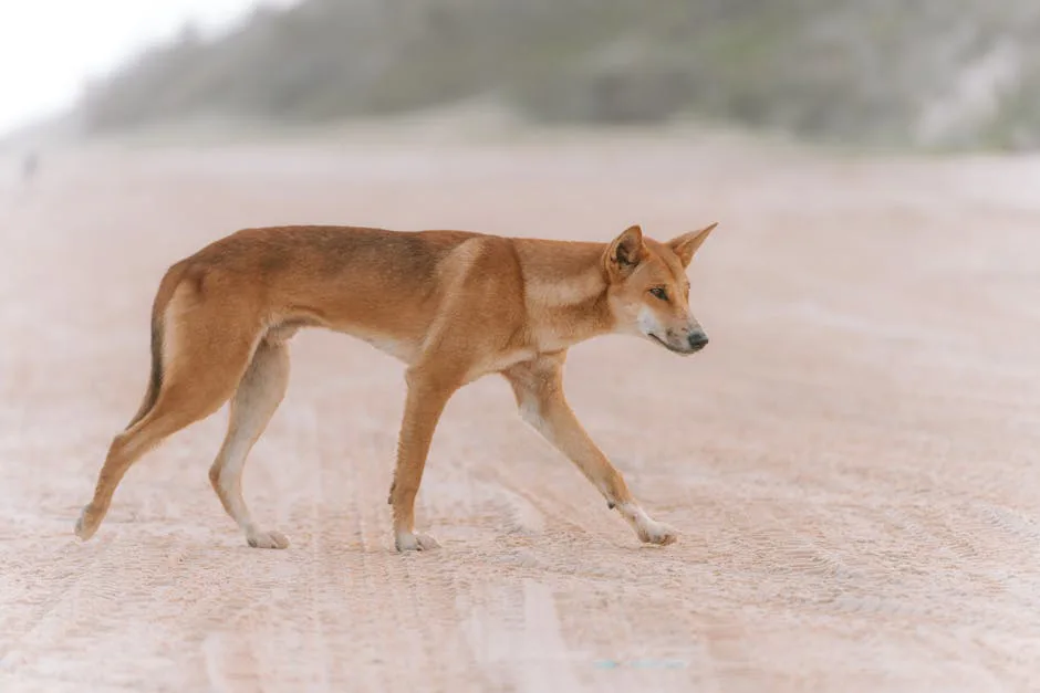 La mayoría de los 'perros salvajes' de Australia son dingos puros