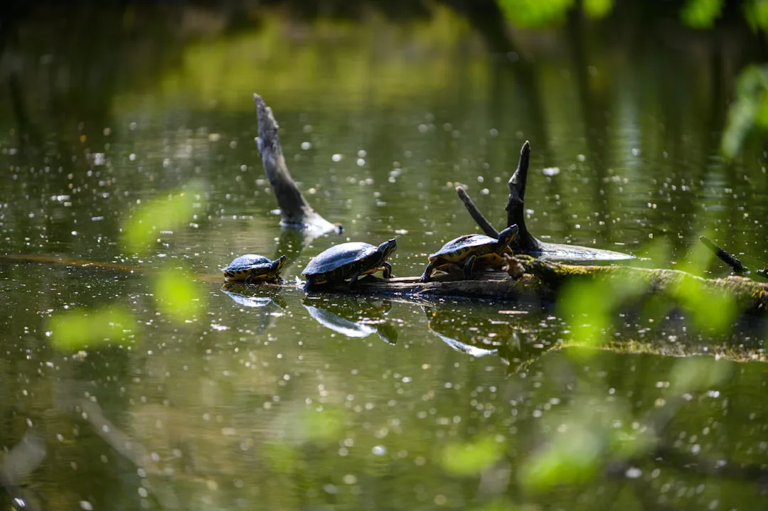 Misterio en el estanque: ¿Qué amenaza a nuestras tortugas? De ataques a rescates heroicos