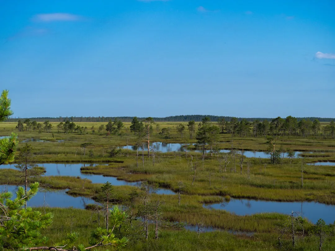 A view of a swampy area with trees in the background