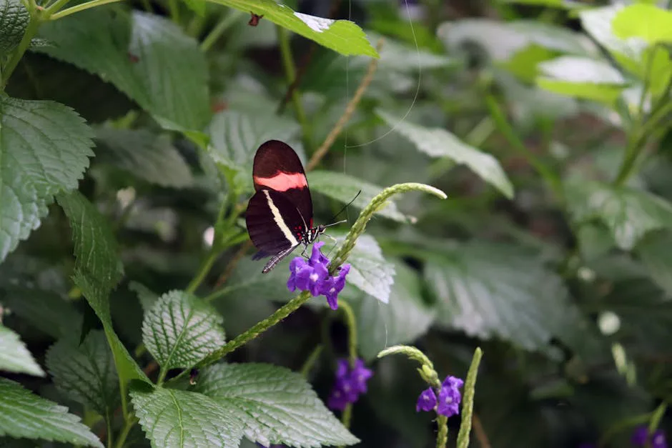 La evolución no es tan aleatoria: Mariposas y polillas reutilizan genes por 120 millones de años