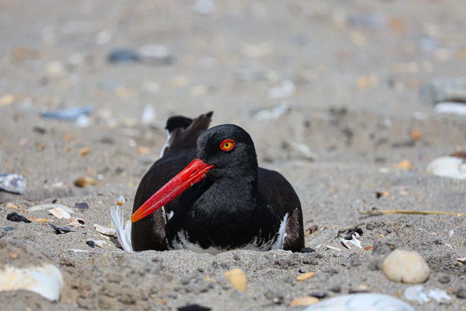 Foto: yaman ozuduru / pexels An American Oystercatcher resting on a sandy beach surrounded by rocks and shells.