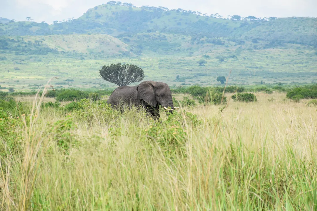 Gigantes y diminutos: la resiliencia de la fauna en África, de elefantes a criaturas microscópicas