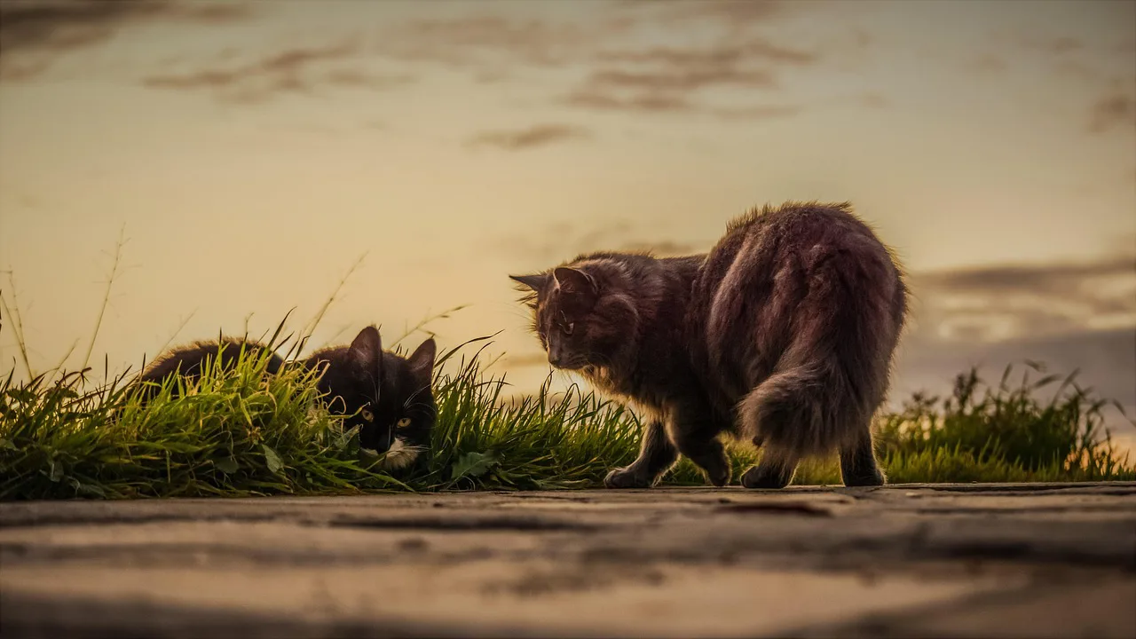 cats, stray, sunset, nature, outdoors, mammal, grass, feline, brown nature, brown cat, brown sunset, brown grass, brown natural, cats, cats, cats, cats, cats