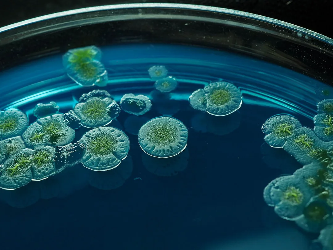 ¡Sorprendente! Descubren mixobacteria fotosintética en comunidades de cianobacterias