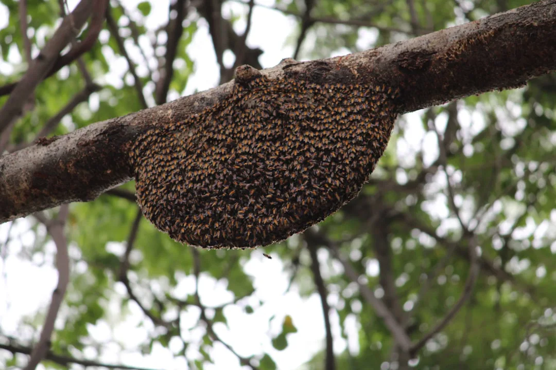 Abejas melíferas y roya del mirto: una alianza invasiva que amenaza los bosques australianos