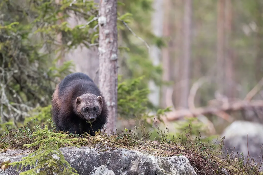 El glotón: el implacable cazador de los bosques boreales