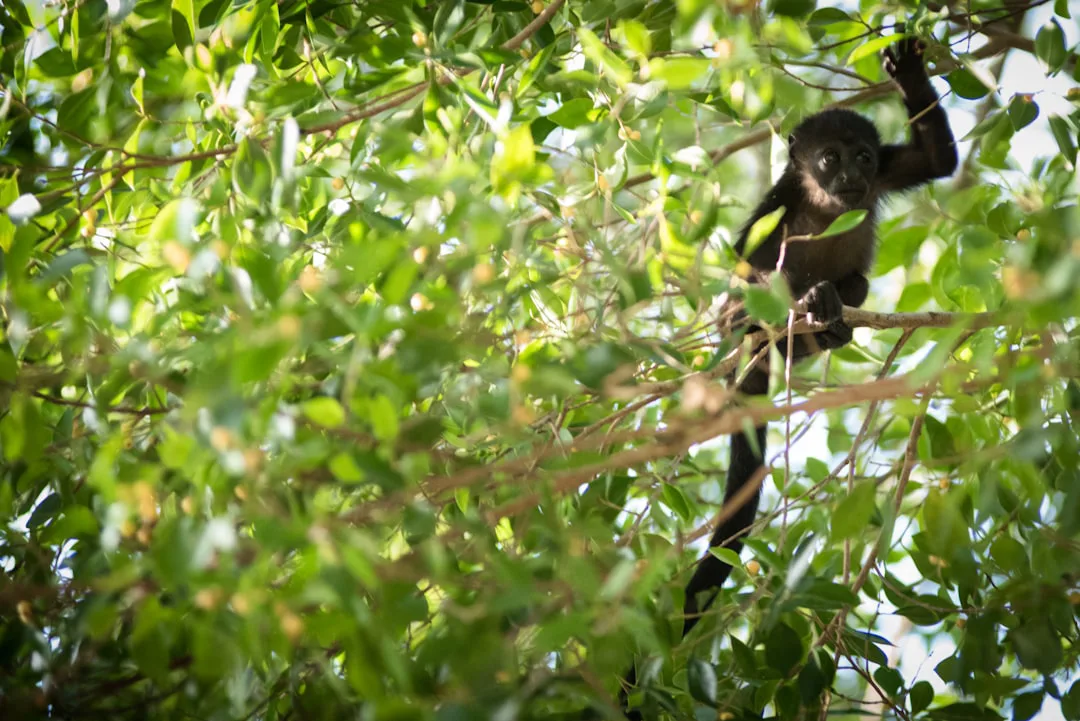 Héroes del Congo: Santuario salva a bonobos bebés huérfanos de la caza furtiva