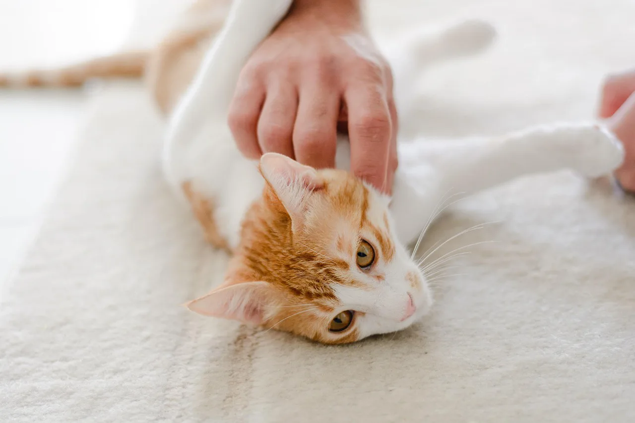 Foto: Nadiye-Odabaşı / pixabay cat, pet, feline, animal, nature, fur, kitty, mammal, domestic, domestic cat, cat portrait, animal world