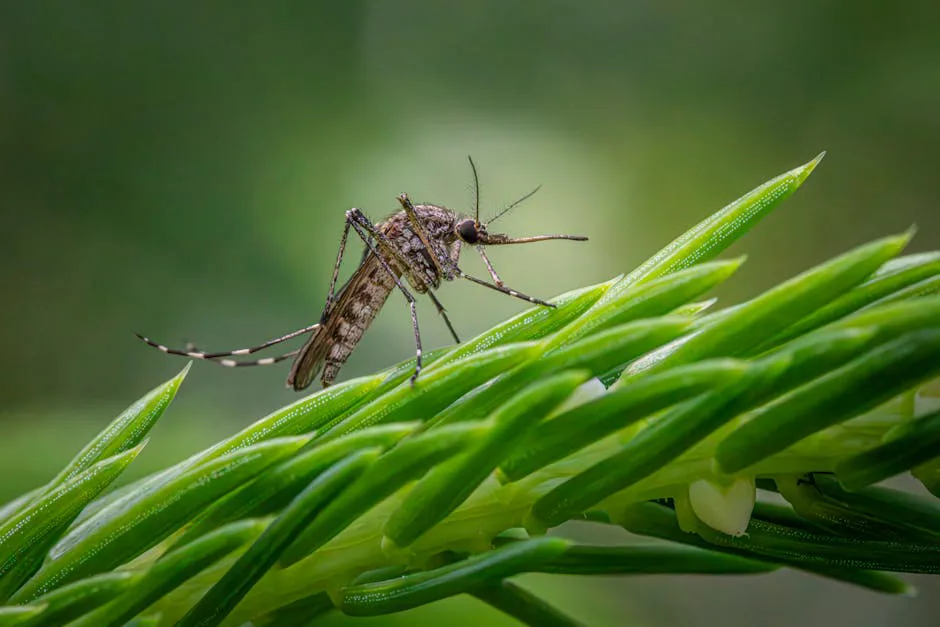 Alerta climática en Gales: Mosquitos portadores de enfermedades y muertes por calor, ¿una realidad inminente?