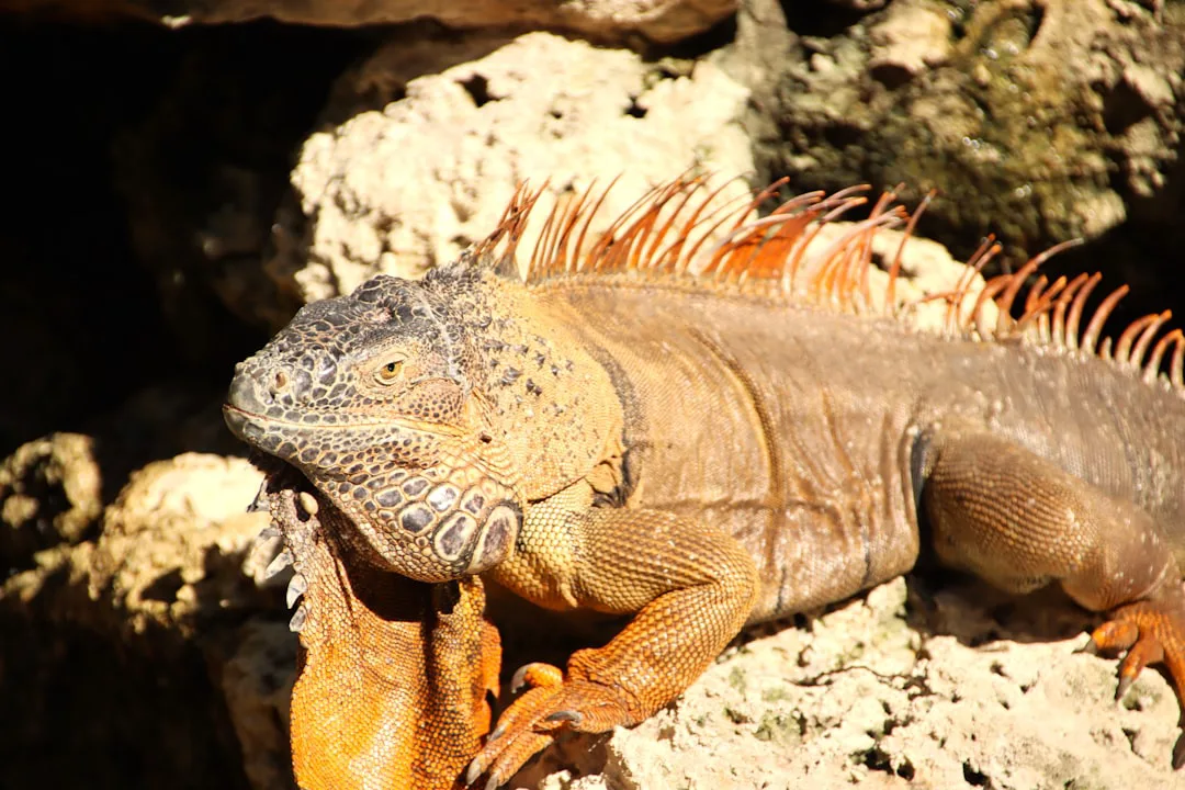 A close-up of a brown iguana with orange crest