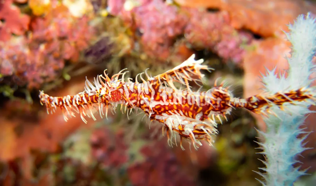 Descubren en la Gran Barrera de Coral un 'pez pipa fantasma' peludo y escurridizo
