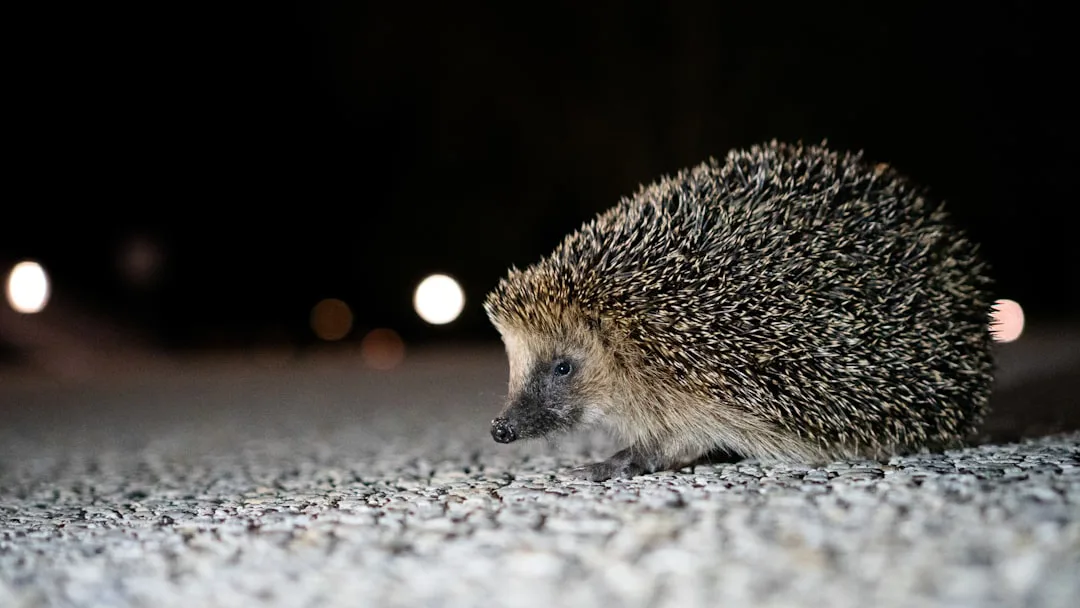 Foto: David Küng / unsplash a hedgehog on the ground