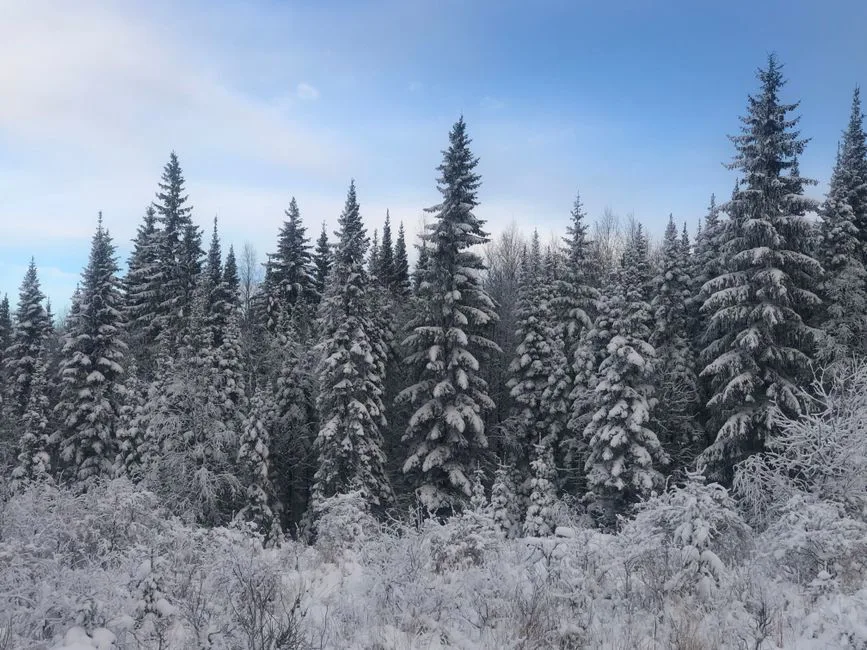 Foto: Ivan Kalinichenko / pexels Snow-covered evergreen trees in a serene winter forest in Sverdlovsk, Russia.