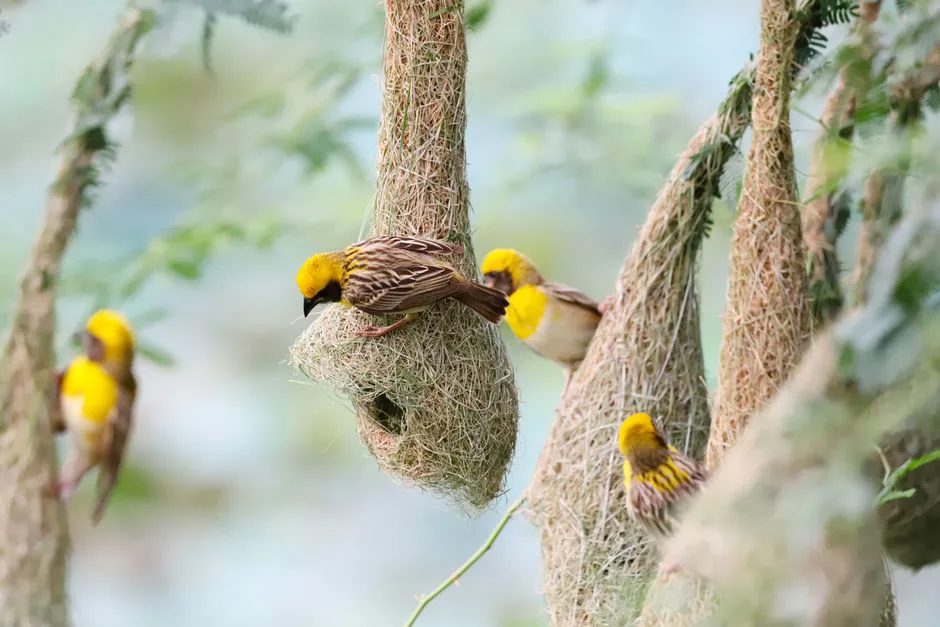 Foto: Sharath G. / pexels Close-up of colorful yellow weaver birds nesting on hanging woven structures outdoors.