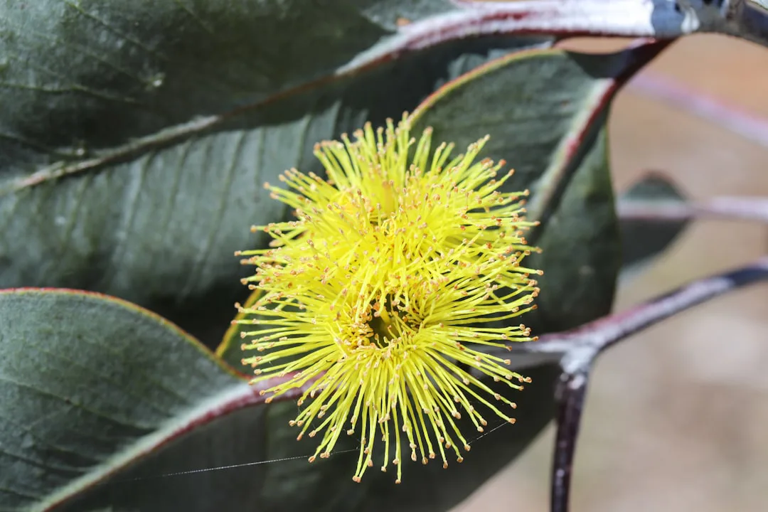 Foto: Megan Clark / unsplash A close up of a yellow flower on a tree