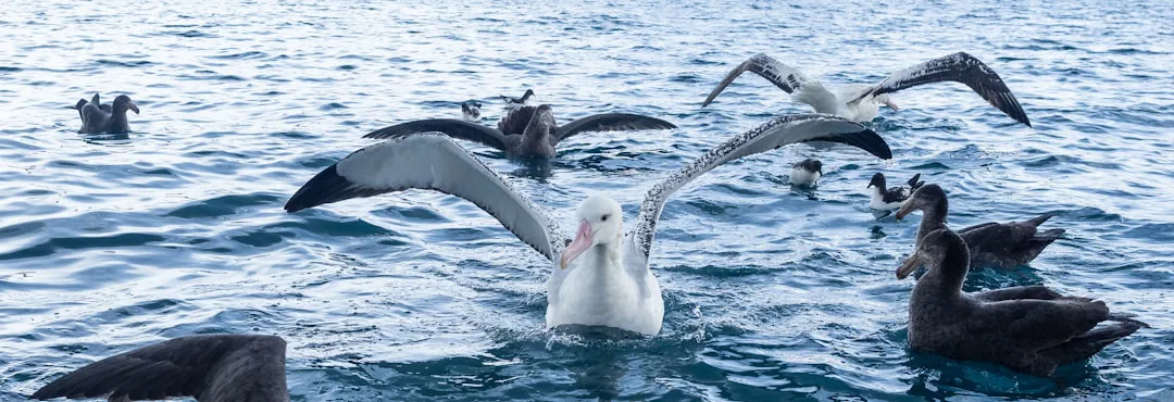 Foto: Adele Erolsky / unsplash Seabirds floating on the water with wings spread.
