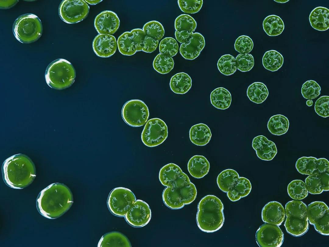 Cianobacterias: El sorprendente secreto de su forma, clave para la vida en la Tierra