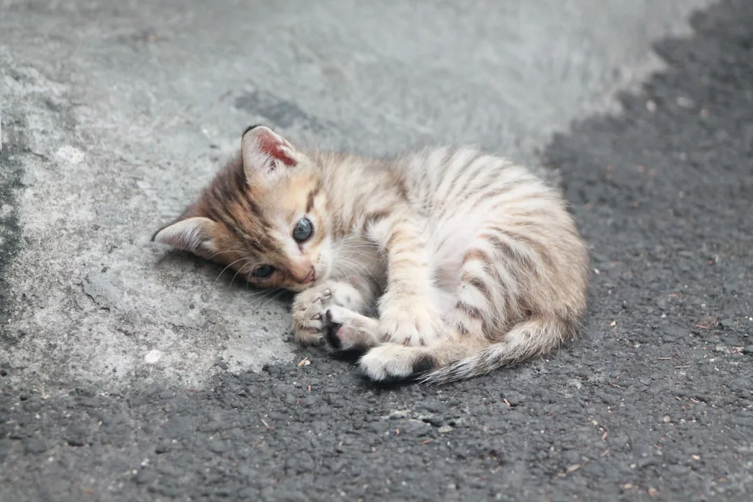 Gatitos en peligro: El rescate de Mauro en Sevilla y la vulnerabilidad felina en entornos urbanos