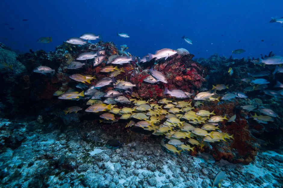 Foto: Harvey Clements / pexels A colorful school of fish swims over a vibrant coral reef in Cozumel, Mexico, showcasing marine biodiversity.