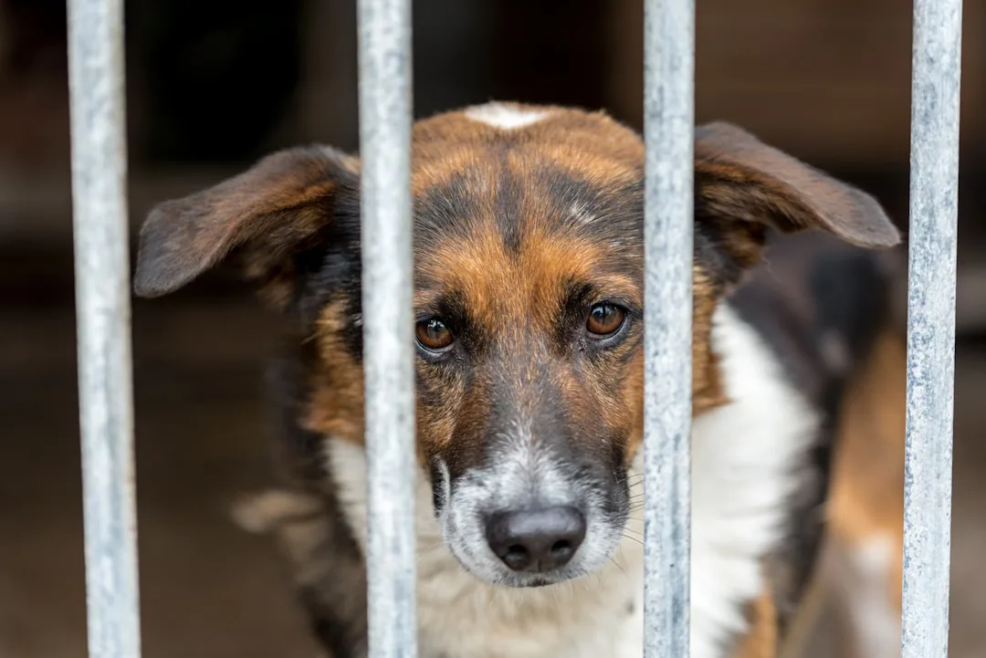Foto: 12photostory / unsplash a brown and white dog behind a metal fence