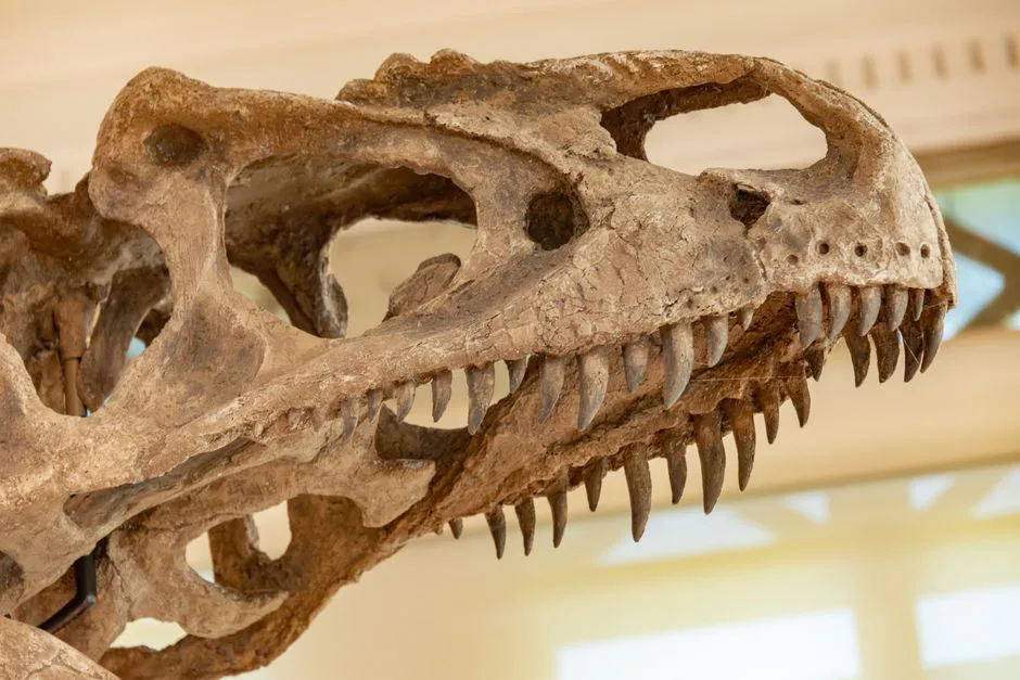 Foto: Diego F. Parra / pexels Detailed view of a dinosaur skull with teeth on display in a museum.