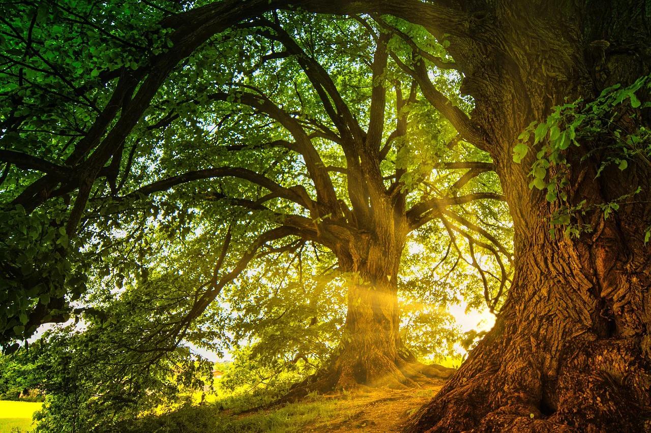 Brechas alargadas en el dosel: la clave para la regeneración natural del roble frente al cambio climático