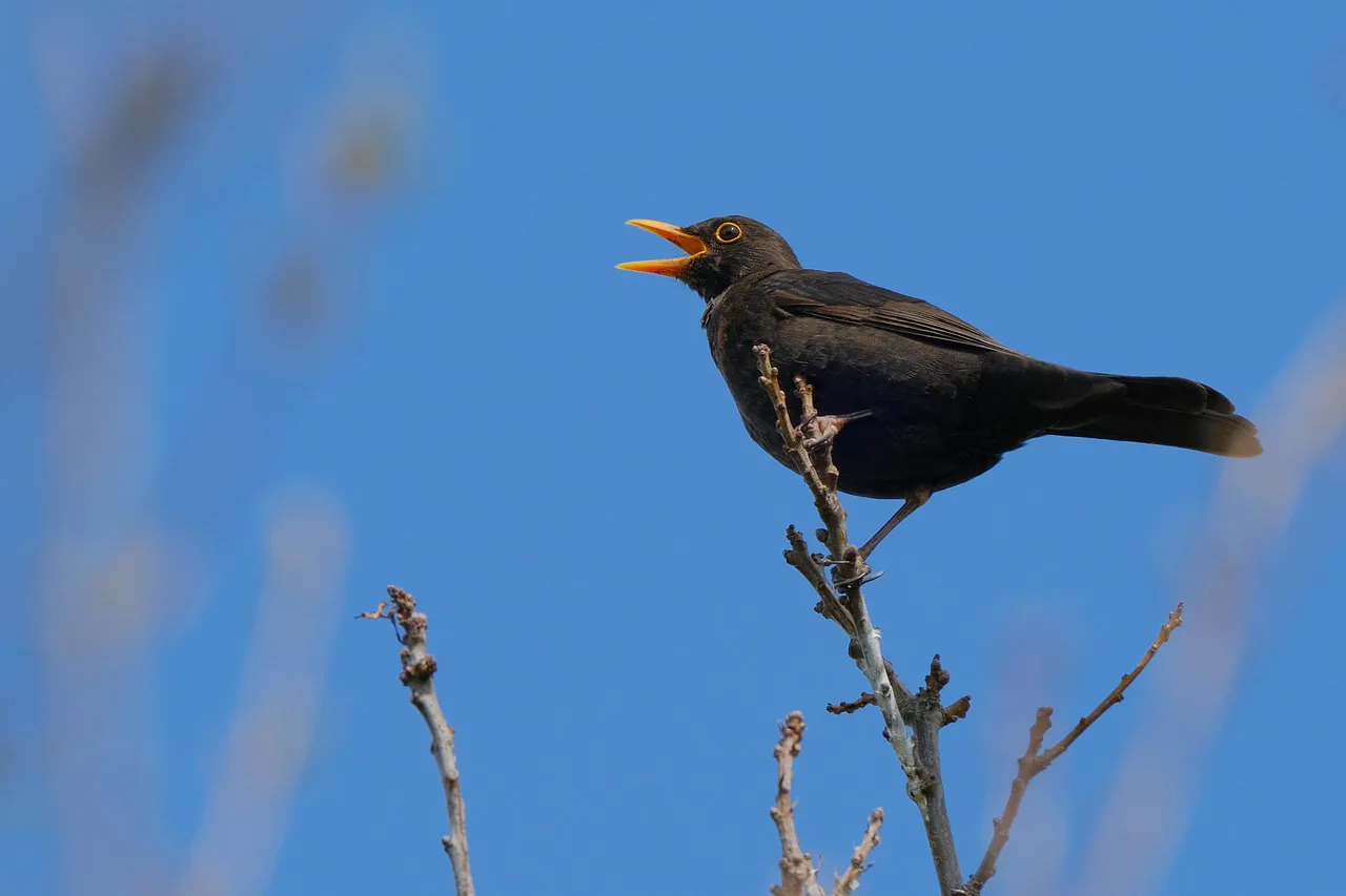 Foto: ZenAga / pixabay bird, beautiful wallpaper, free wallpaper, blackbird, beak, sky background, free background, desktop backgrounds, mac wallpaper, wallpaper hd, 4k wallpaper 1920x1080, windows wallpaper, plumage, laptop wallpaper, ornithology, sky, nature, full hd wallpaper, 4k wallpaper, cool backgrounds, background, wallpaper 4k, hd wallpaper, blue sky