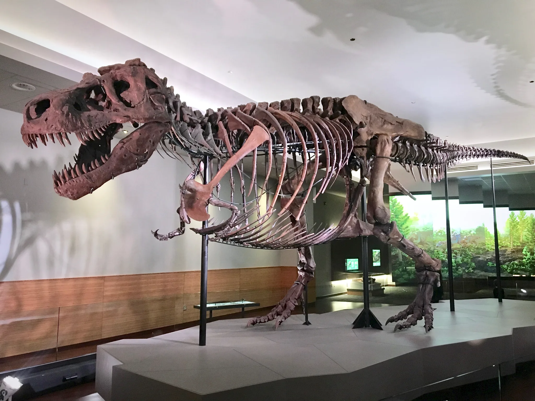El misterio de los brazos diminutos del T. rex: ¿Evolucionaron para evitar mordiscos?