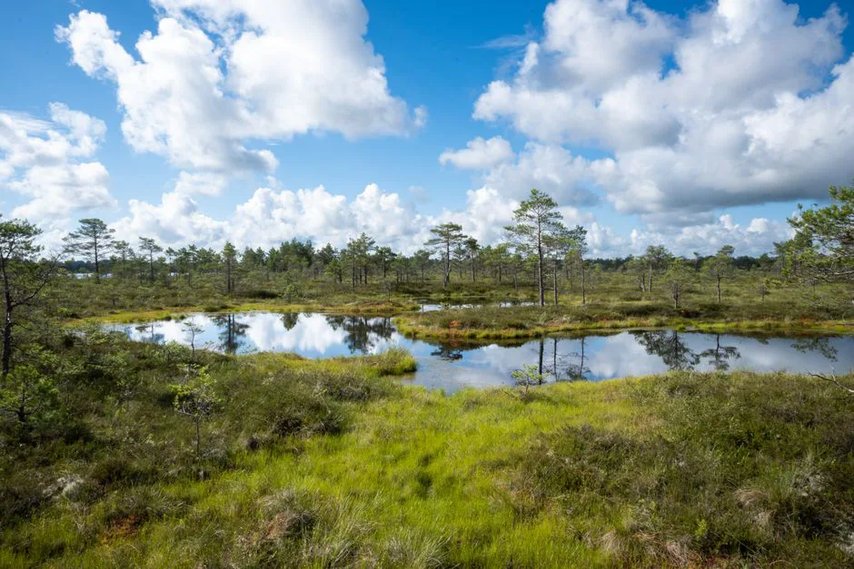Foto: Evelin Magnus / pexels Peaceful Estonian bog scene with lush greenery and water reflections under a bright blue sky.