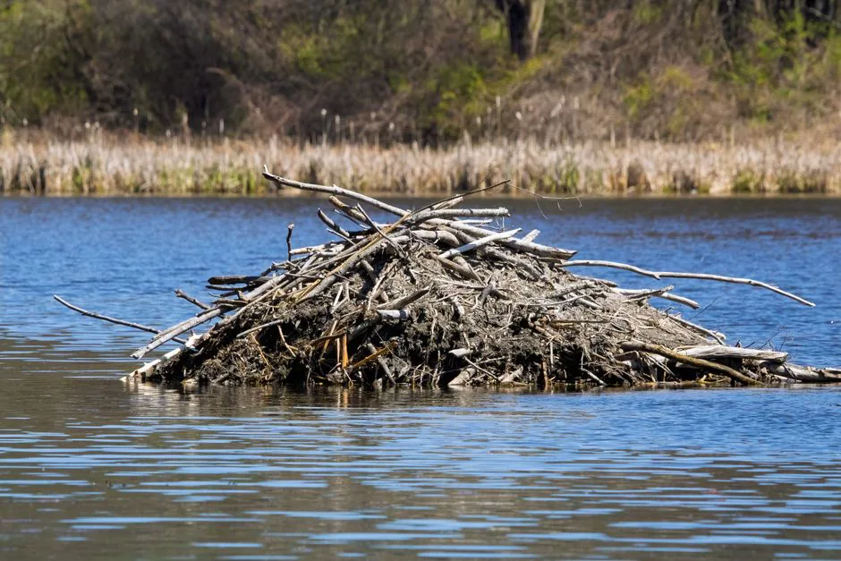 Foto: Tim Dusenberry / pexels A serene view of a beaver lodge constructed with sticks and mud on a calm lake.